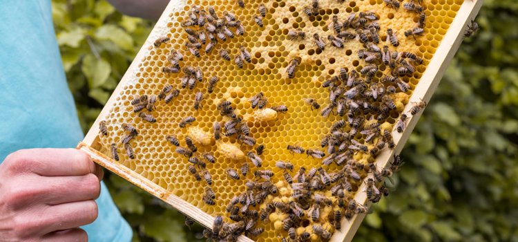 Remove Honey Bees in Fitchburg, WI