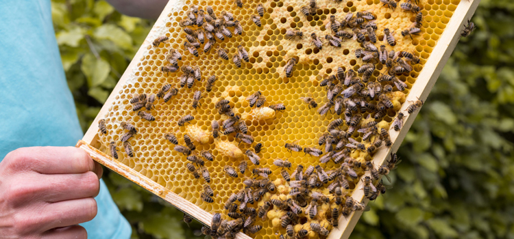Remove Honey Bees in Myersville, MD