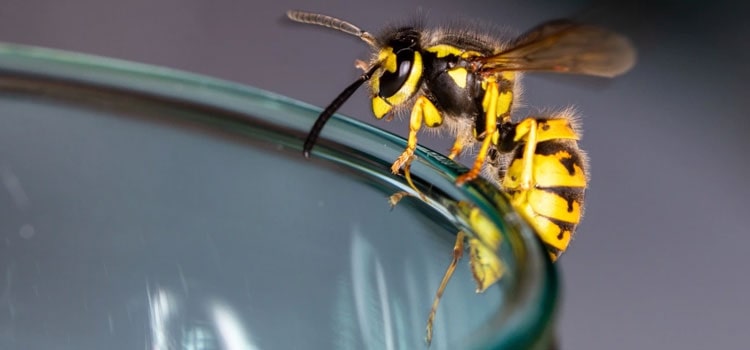 Yellow Jacket Removal Cost in State Center, IA